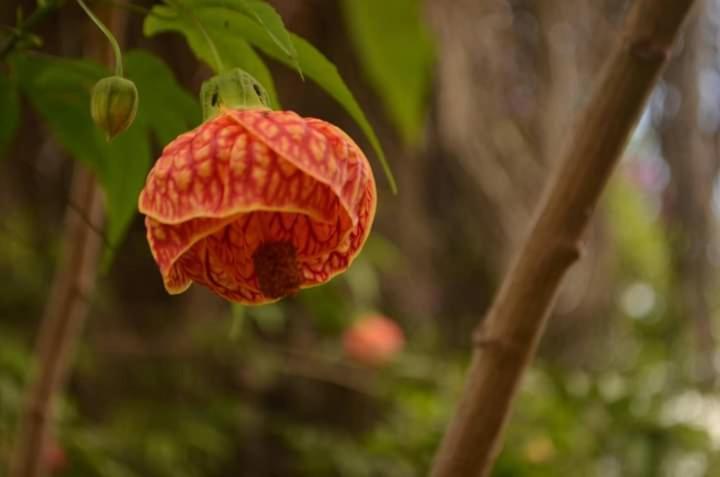 Alto Paraíso de Goiás Pousada Linda Flor Bed & Breakfast エクステリア 写真